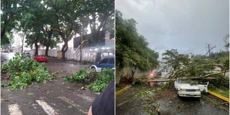 Lluvia y árboles caídos en Caracas