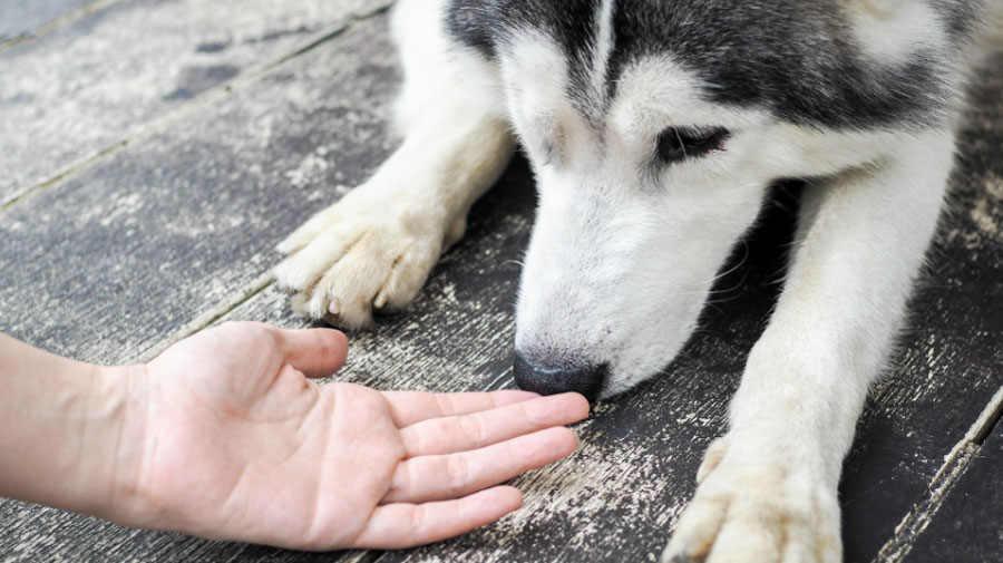 Un estudio científico confirma que los perros huelen y detectan a las malas personas