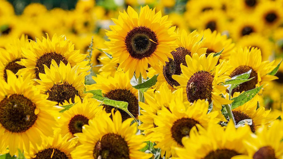 Cuál es el significado de regalar flores amarillas este 21 de marzo