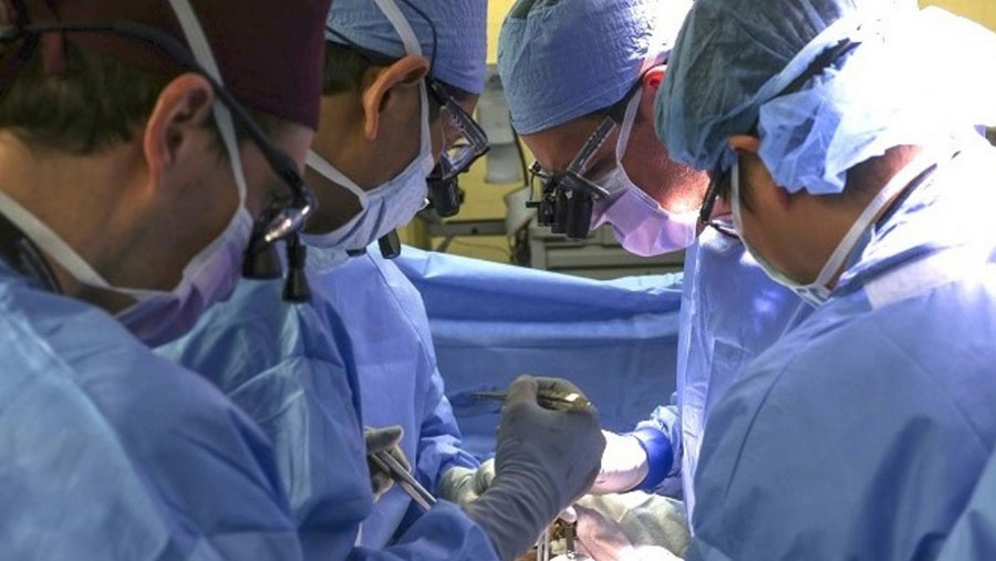 Primer trasplante del mundo de un riñón de cerdo genéticamente modificado a un humano