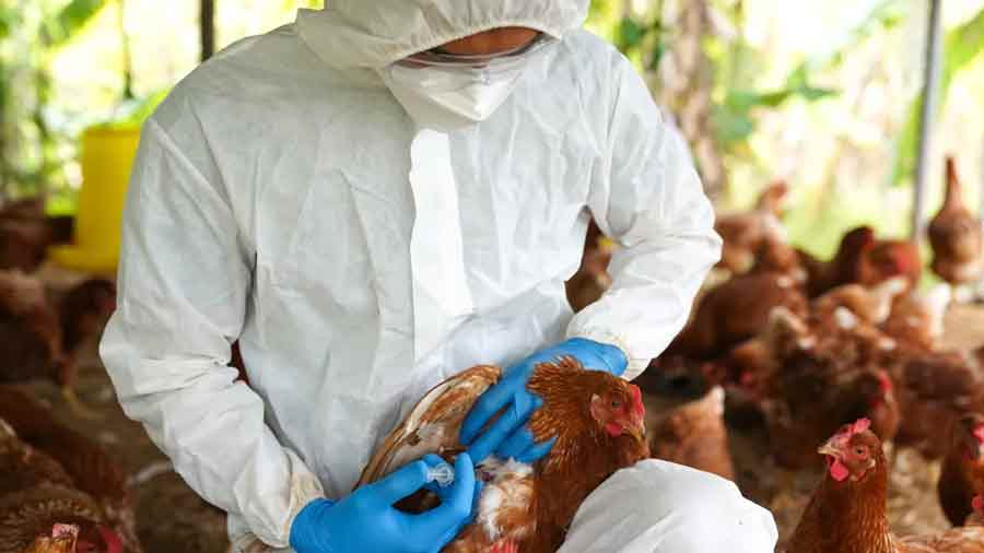 Imagen referencial | Detectan gripe aviar en EE. UU.