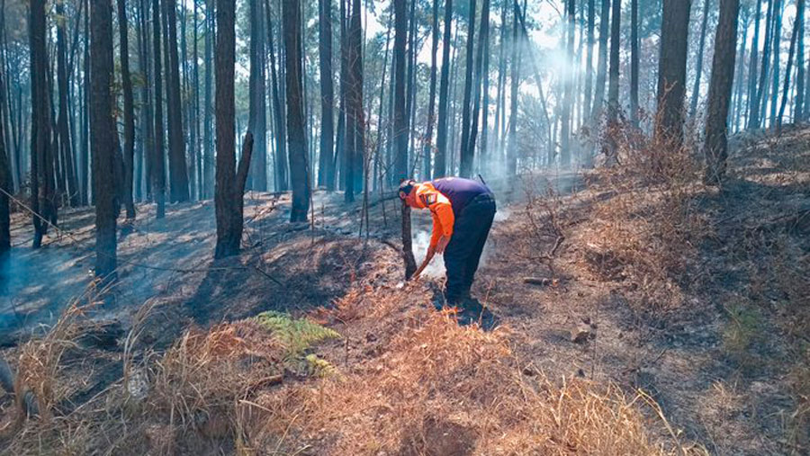 Incendios forestales en Carabobo han sido controlados en un 90%