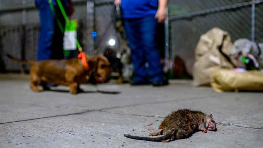 Referencial | Epidemia de ratas en Nueva York