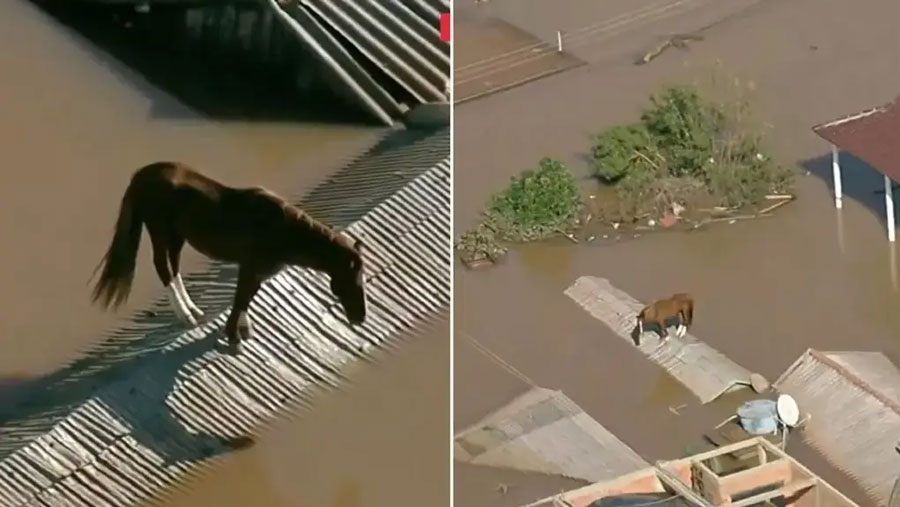 Inundaciones en Brasil dejan varado a un caballo sobre el techo de una casa