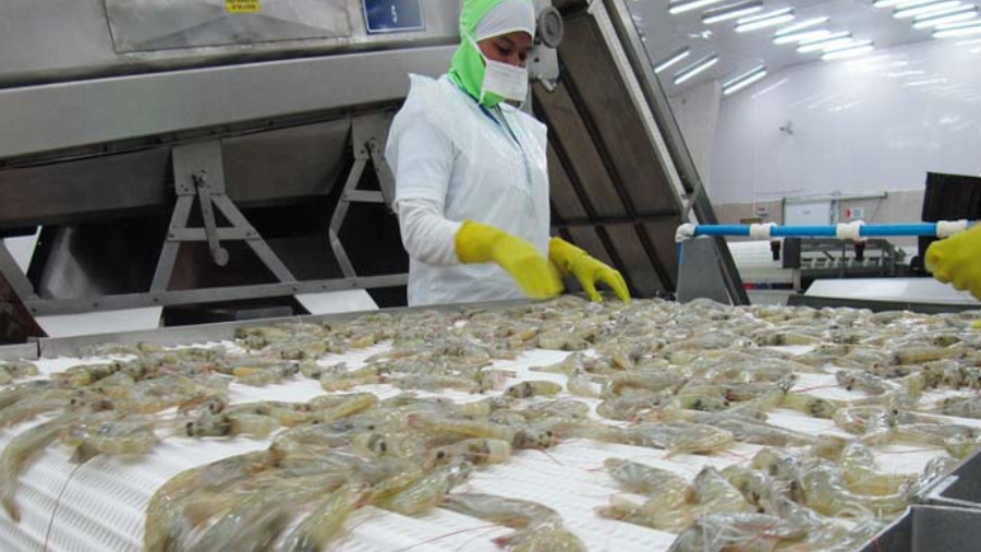 Cortesía. Sector camaronero