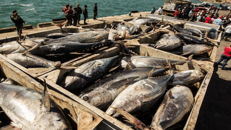 Producción pesquera