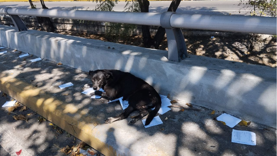 Un perro fue atropellado en la autopista quedando inmóvil y así fue su ...