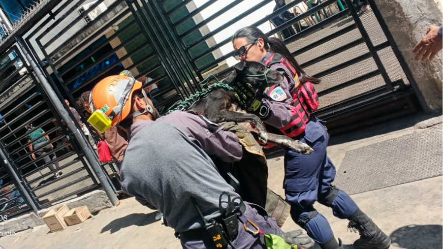 Un perro fue atropellado en la autopista quedando inmóvil y así fue su ...