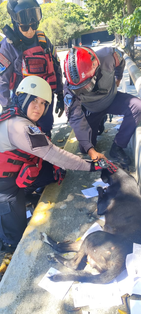 Un perro fue atropellado en la autopista quedando inmóvil y así fue su ...