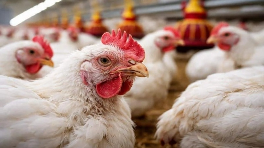 First Human Case of Bird Flu A(H9N2) Detected in Italy, Europe