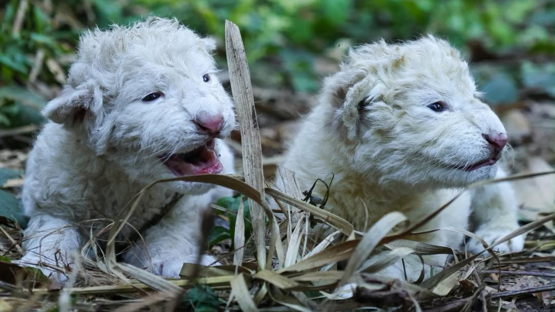Nacen dos crías de leones blancos en un zoológico de Maracay (Cortesía)